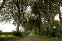 Dark hedges2