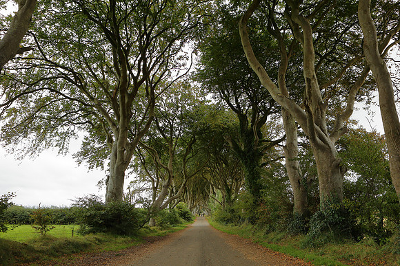 Dark hedges2