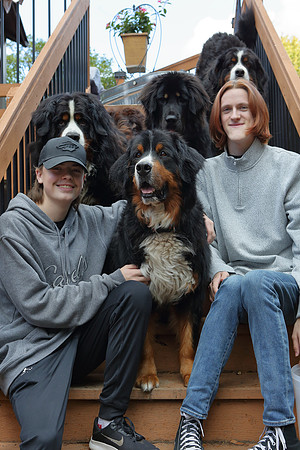 Dogs 1