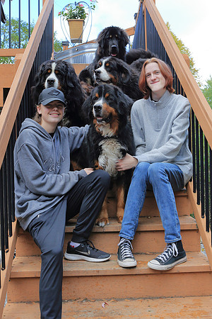 Dogs 7
