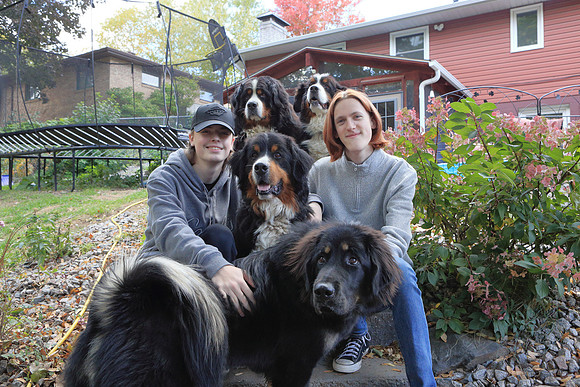 Dogs 9