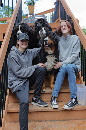 Dogs 4