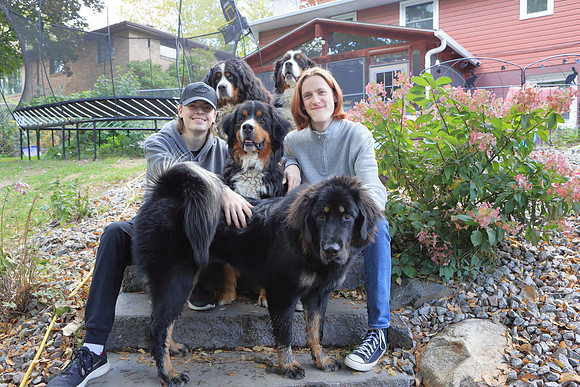 Dogs 16