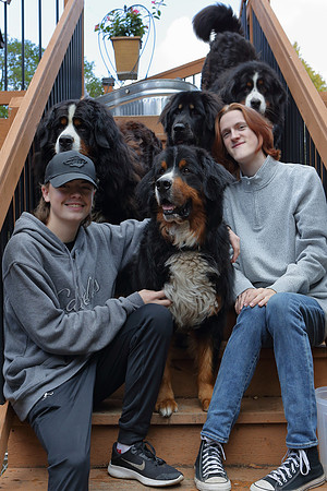 Dogs 2