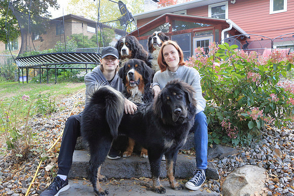 Dogs 17