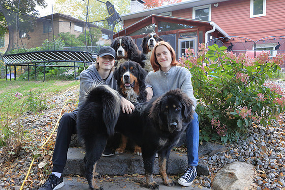 Dogs 12