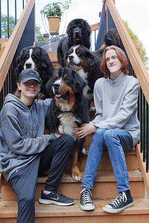 Dogs 5