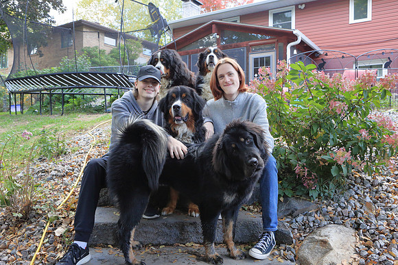 Dogs 13
