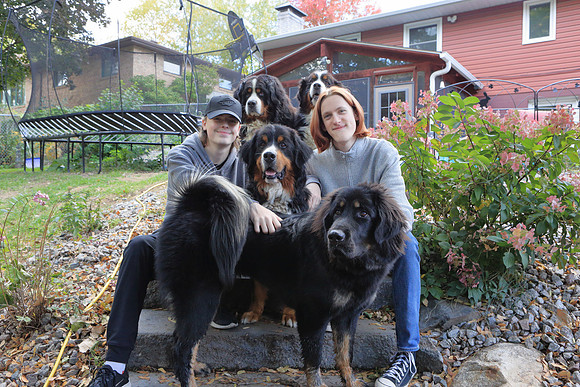 Dogs 11