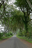 Dark hedges3