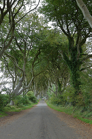 Dark hedges3