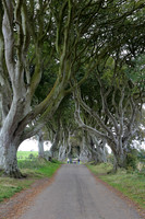Dark hedges4