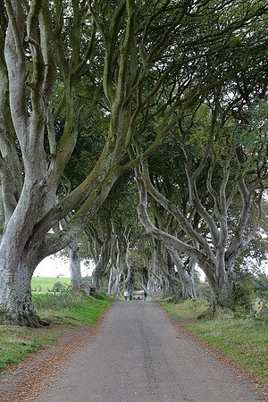 Dark hedges4