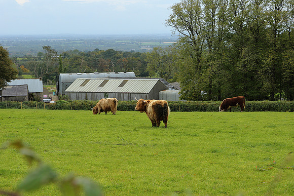 N Ireland1