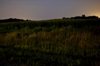 fireflies1