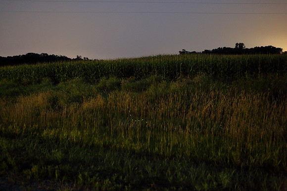 fireflies1