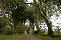 Dark hedges1