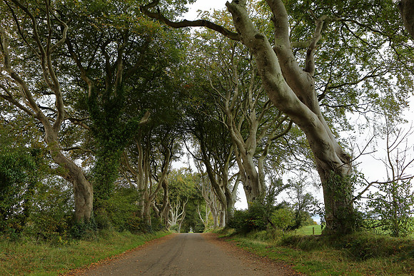 Dark hedges1