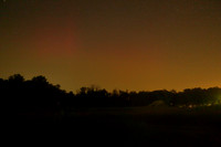fireflies2